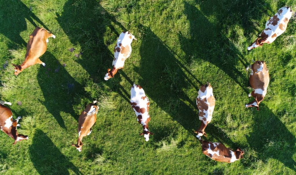 Wet veedichte gebieden van de baan