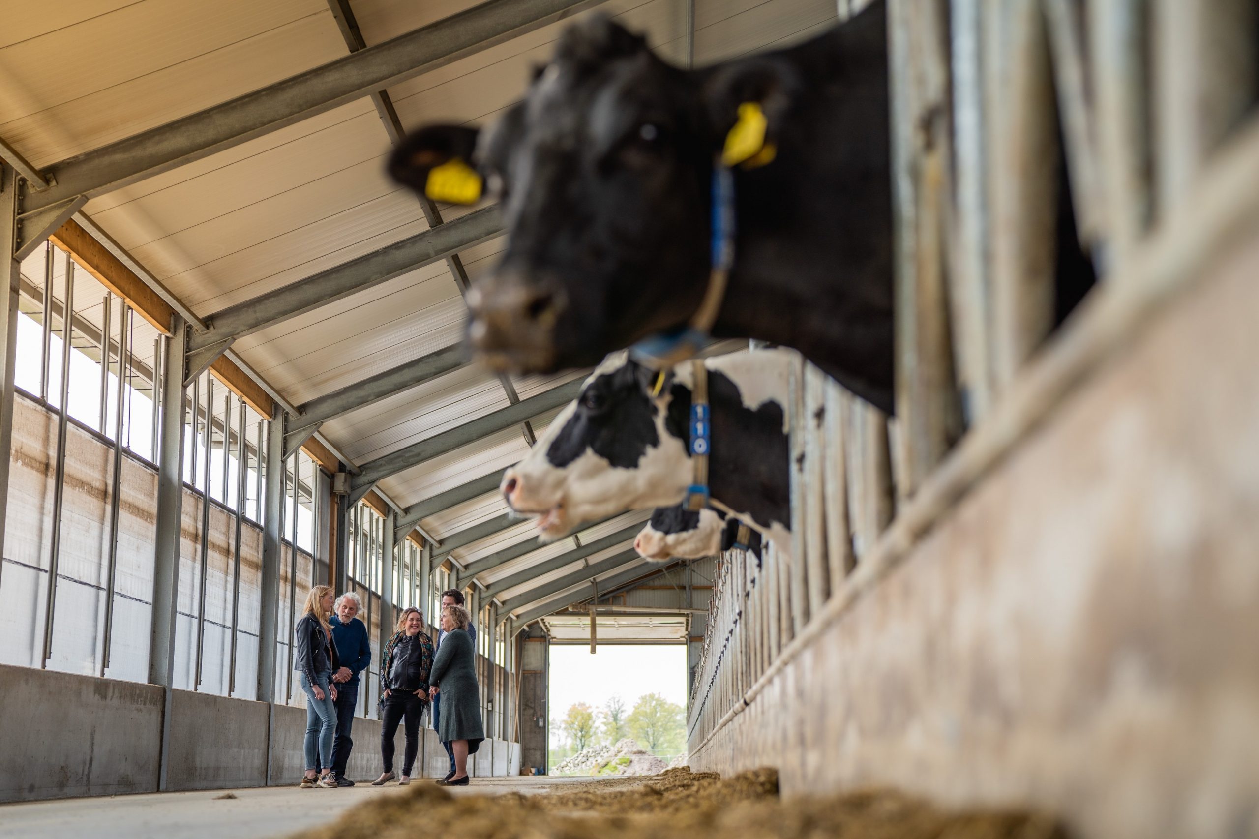 ‘Door intern te salderen konden we nog net op tijd uitbreiden naar 120 koeien’