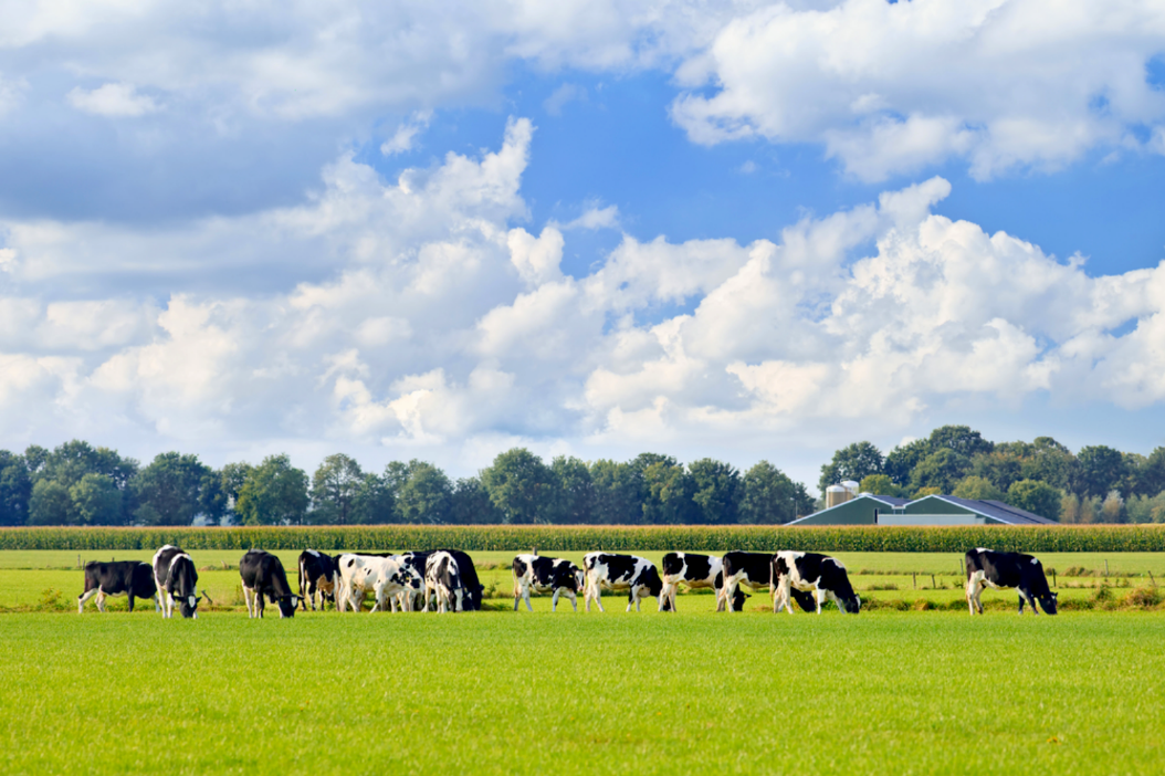 Landelijke beëindigingsregeling veehouderijlocaties: woest aantrekkelijk?
