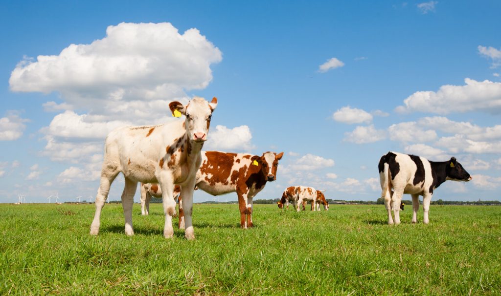 Programma Aanpak Stikstof (PAS): juridisch (on)houdbaar?