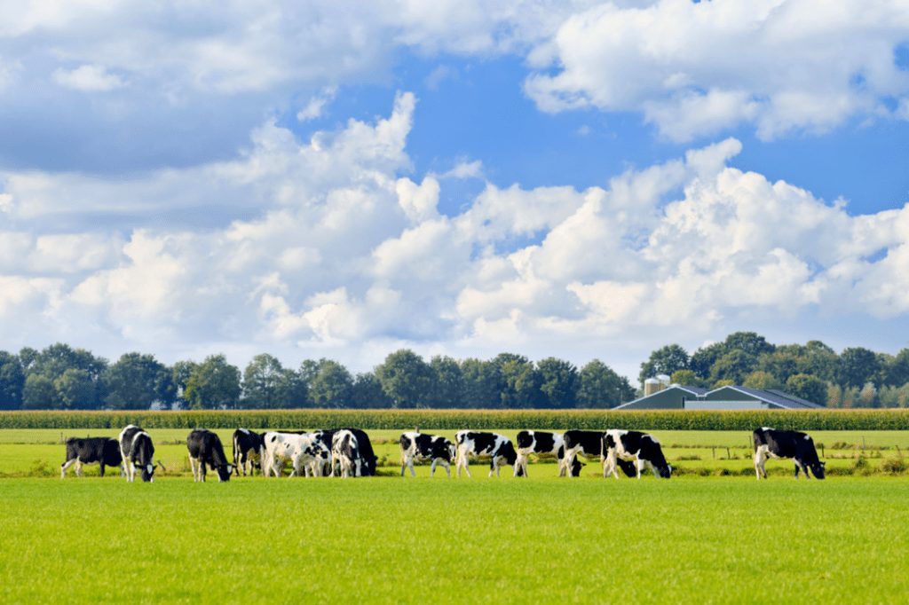 Het weiden van vee: vergunningvrij, maar niet regelvrij