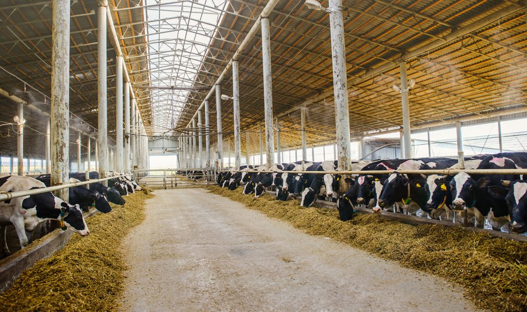 Uitspraken Raad van State over emissiearme stalsystemen: wat betekenen ze?