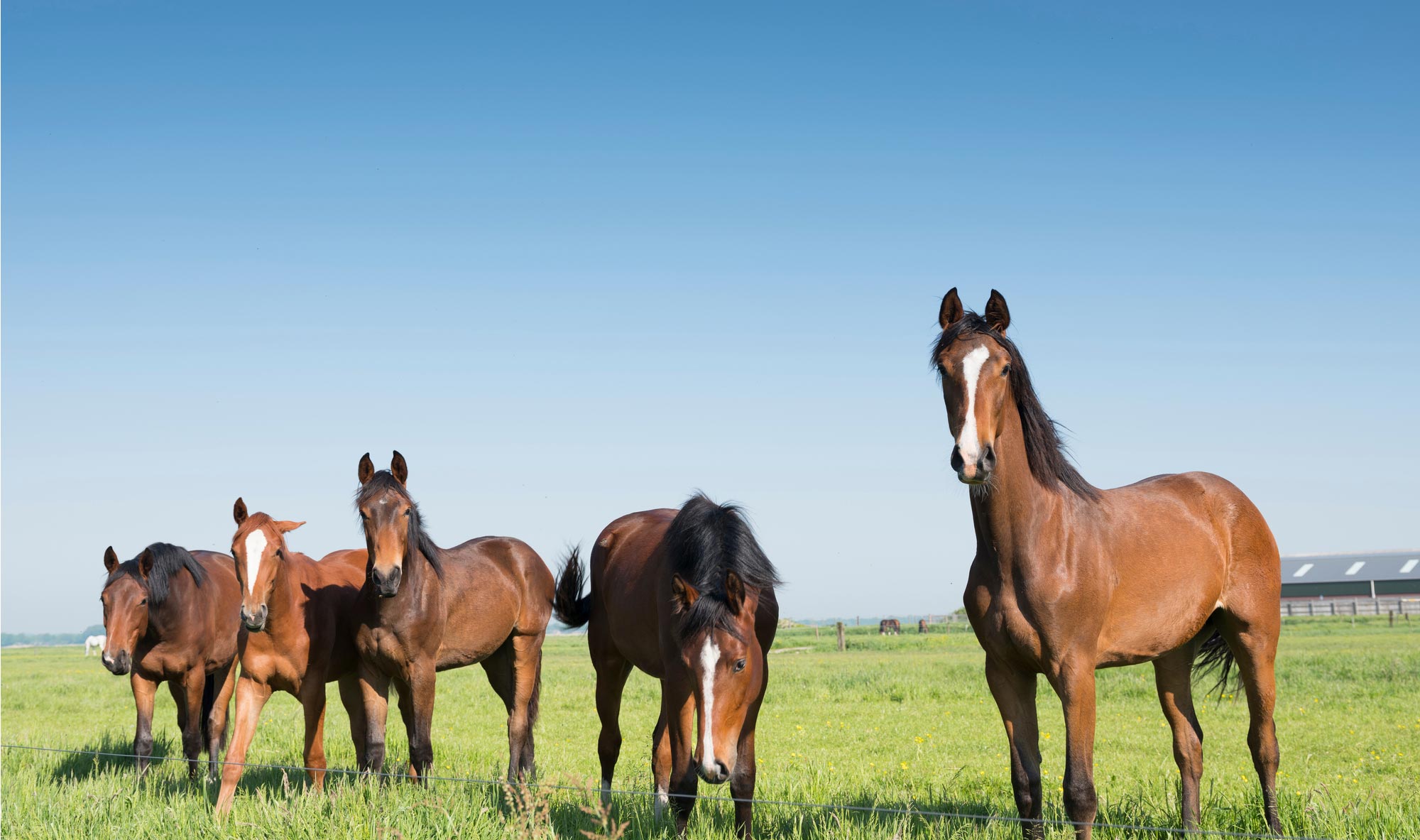 Aankoop bedrijfslocatie paardenhouderij: kun jij je toekomstplannen hier uitvoeren?