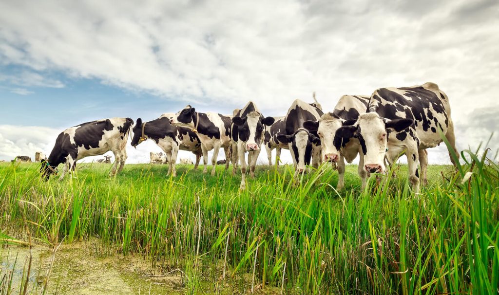 Programma Aanpak Stikstof (PAS): advies van het Hof